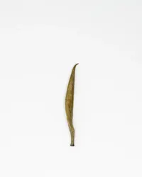 Junshan Yinzhen