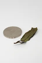 Bái Mǔdān Xīn Chá