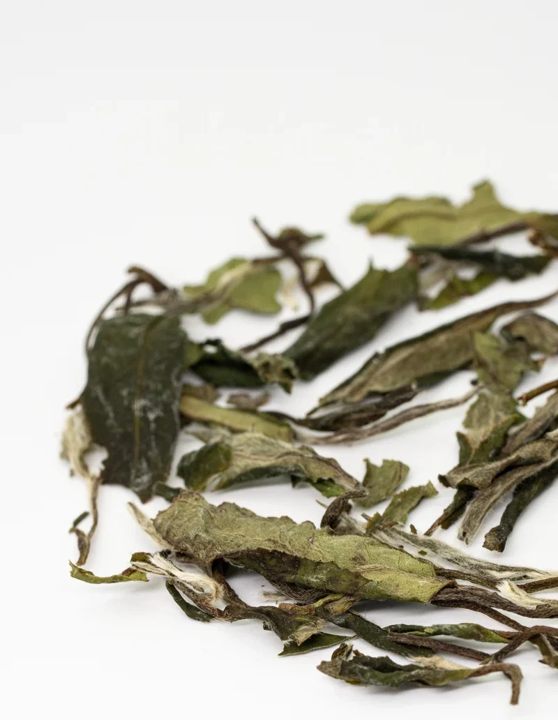 白牡丹新茶