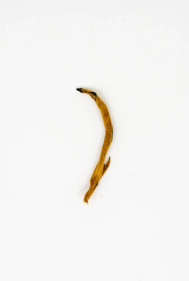 滇紅金芽