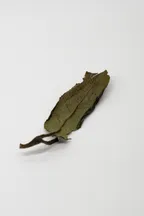 Bái Mǔdān Xīn Chá