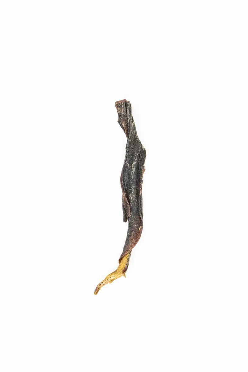 Dān Cóng Yā Shǐ Xiāng