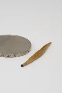 Diān Hóng Jīn Zhēn