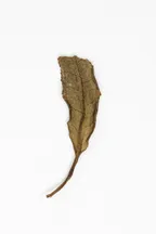 Bái Mǔ Dàn Lǎo Chá