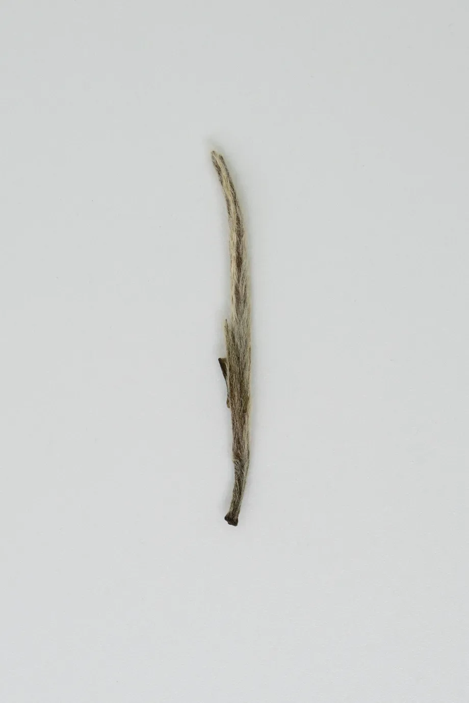Bái Háo Yìn Zhèn Lǎo Chá