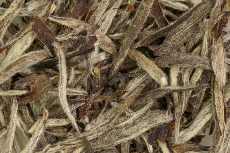 Bái Háo Yìn Zhèn Lǎo Chá