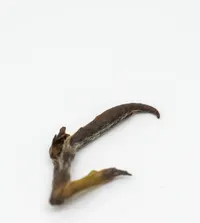 Mògān Huáng Yá