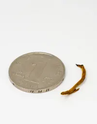 滇紅金芽