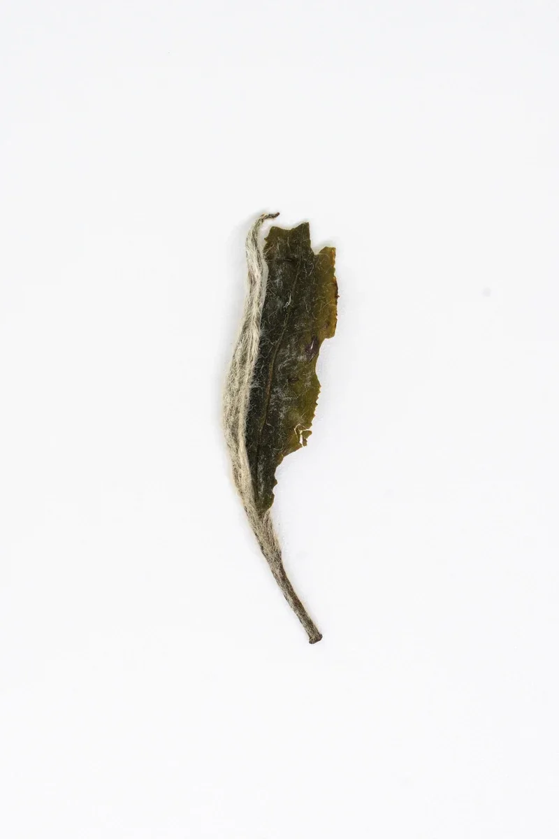 Mǔdān Wáng