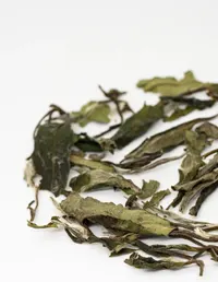 白牡丹新茶