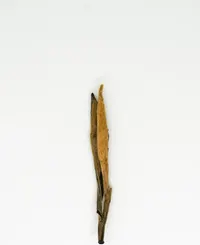 Diān Hóng Sòng Zhèn