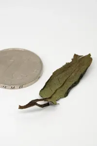 白牡丹新茶