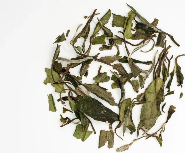 白牡丹新茶