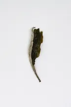 Mǔdān Wáng