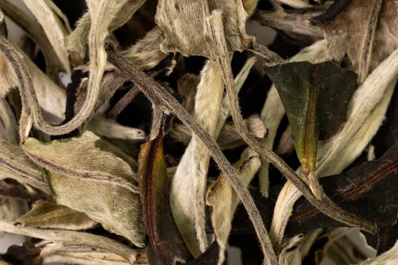 Yue Guang Bai