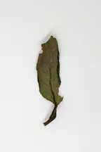 Bái Mǔdān Xīn Chá