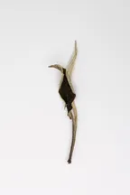 Yue Guang Bai