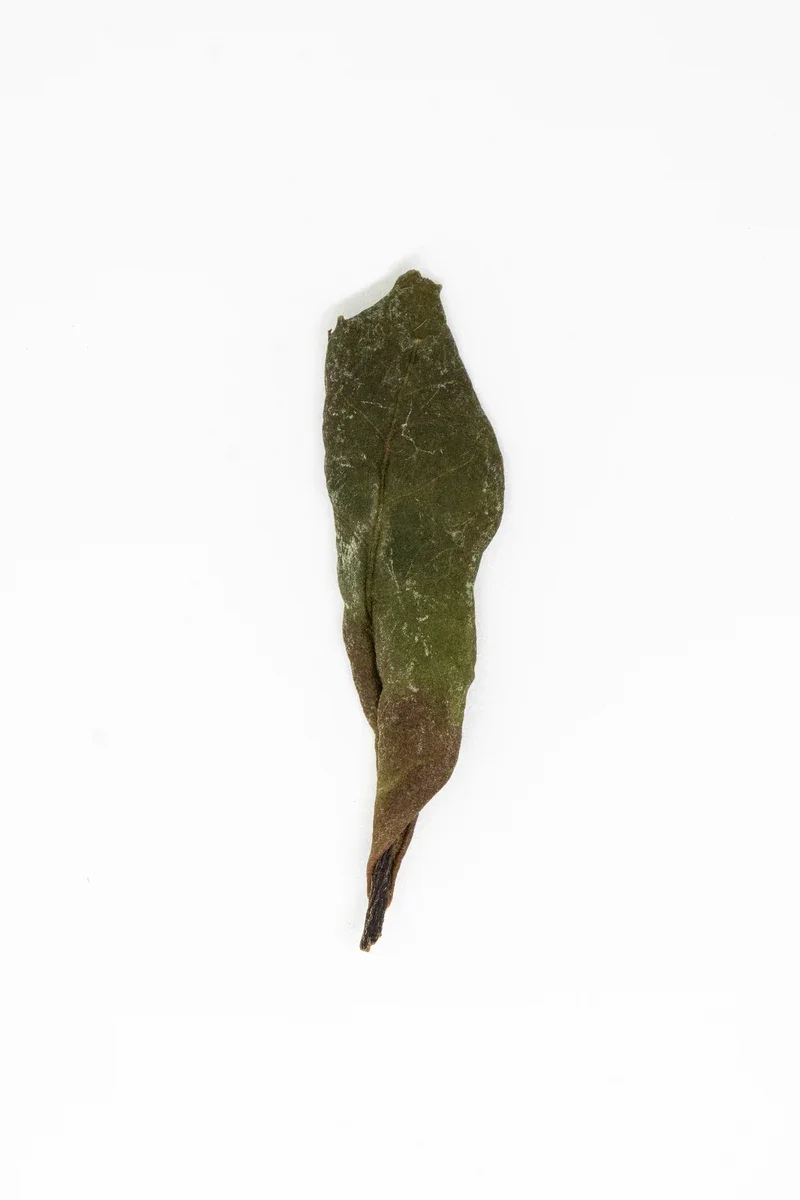 Shǒu Méi Xīn Chá