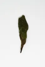 Shǒu Méi Xīn Chá