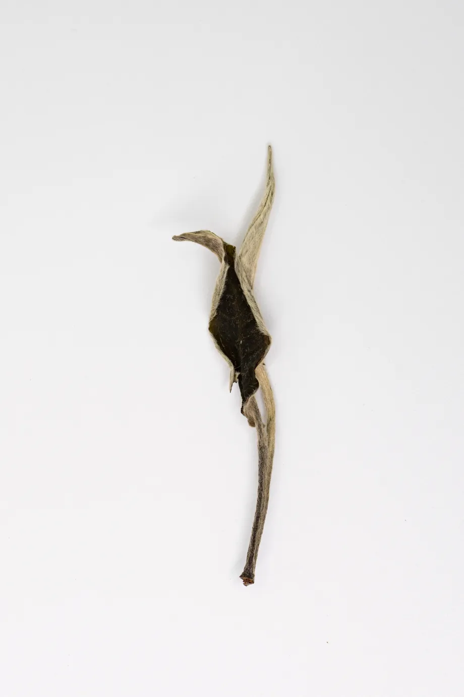 Yue Guang Bai