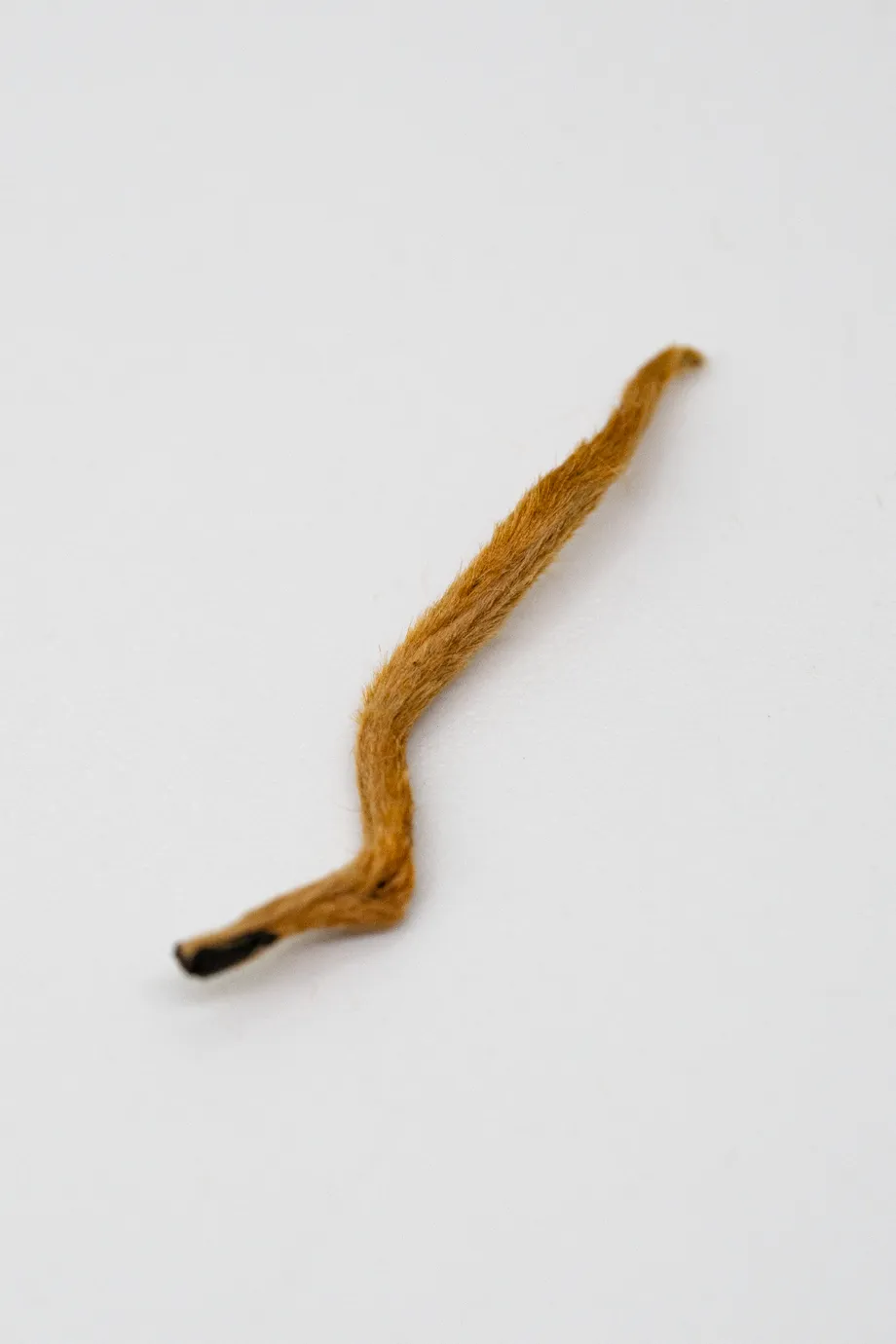 Diān Hóng Jīn Sī