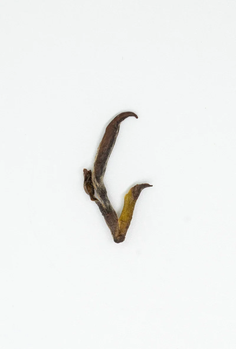 Mògān Huáng Yá