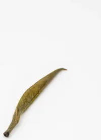 Junshan Yinzhen