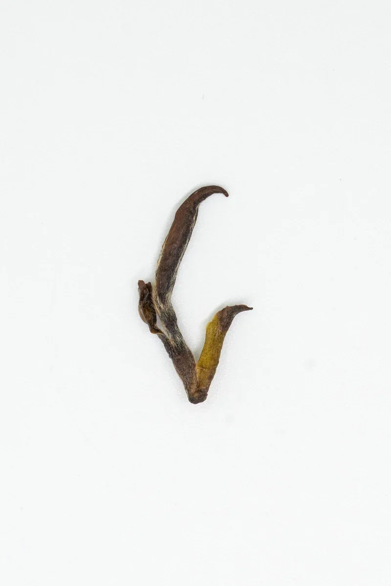 Mògān Huáng Yá