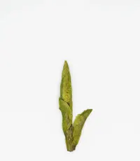 Wūniú Zǎo