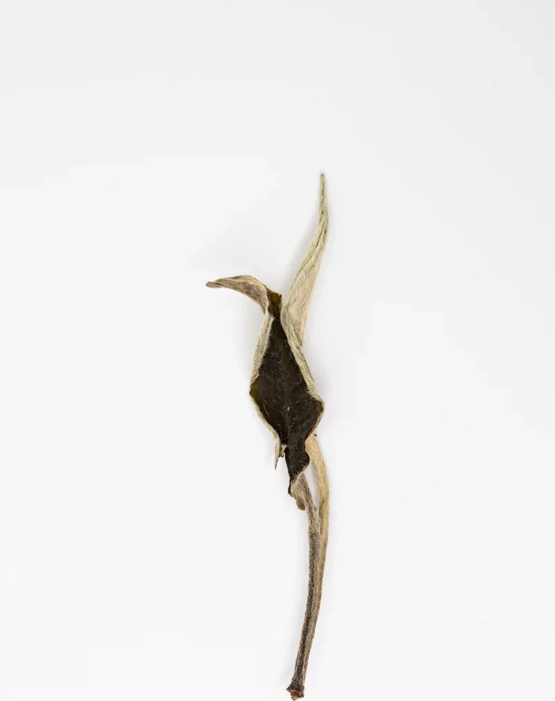 Yue Guang Bai