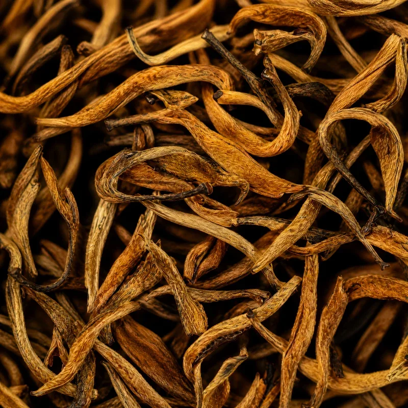 滇紅大金芽