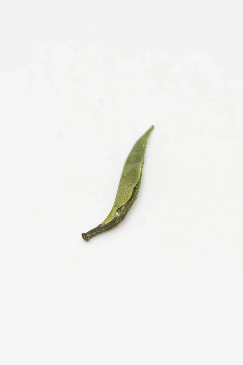 峨眉竹葉青