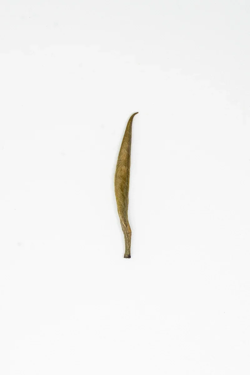 Junshan Yinzhen