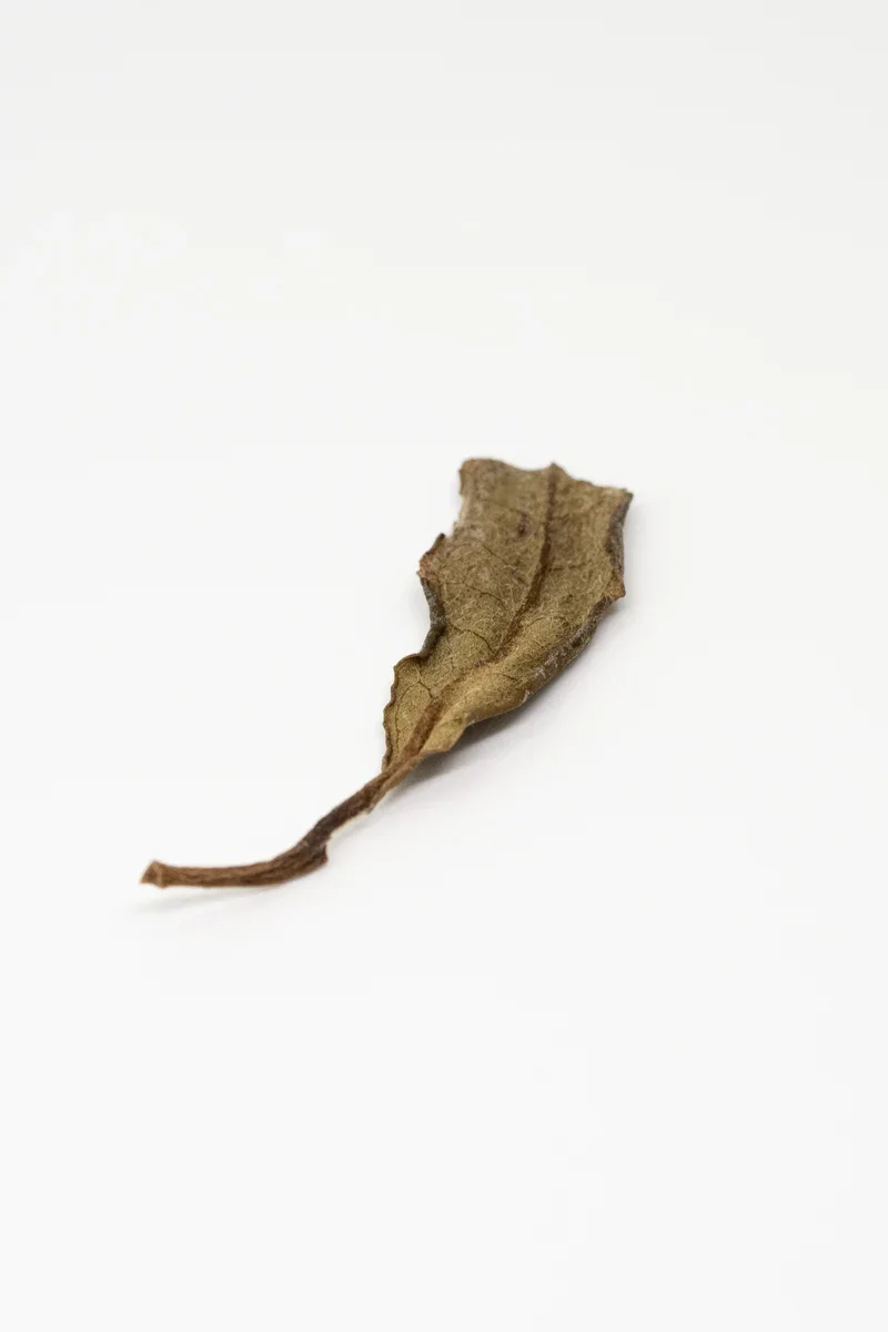 Bái Mǔ Dàn Lǎo Chá