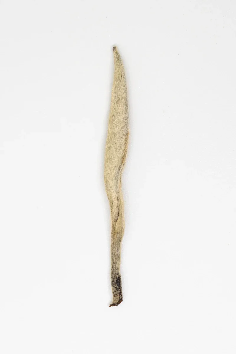 Bái Jiān