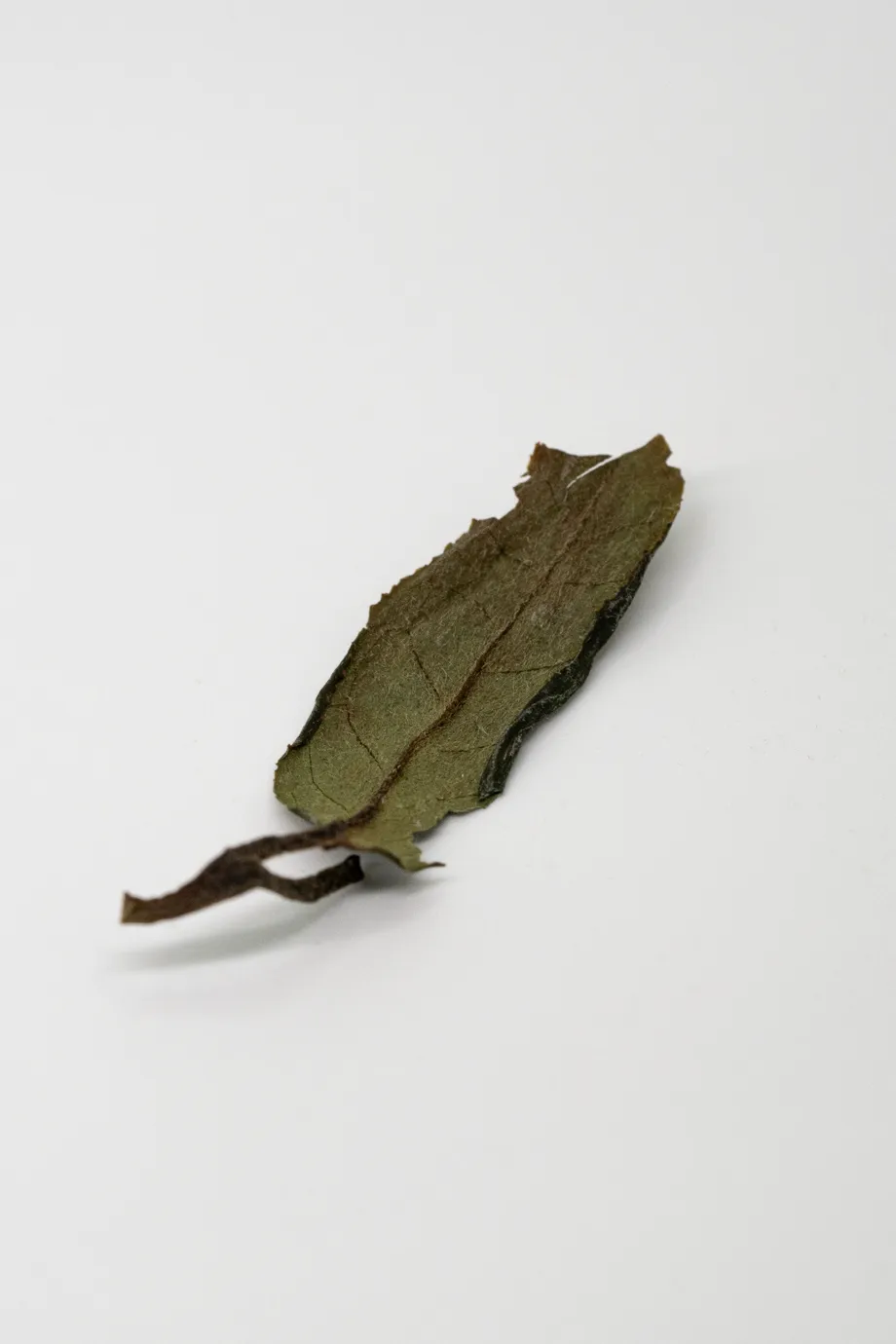 Bái Mǔdān Xīn Chá