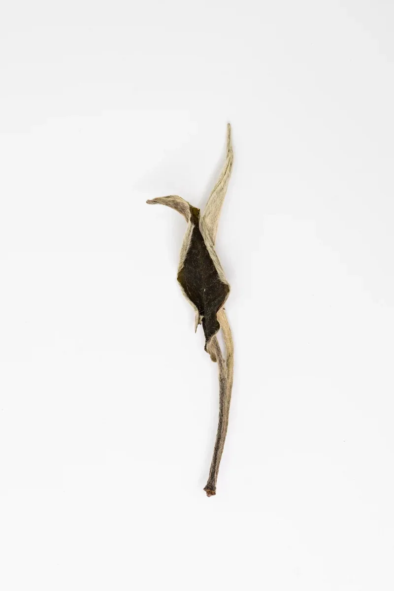 Yue Guang Bai