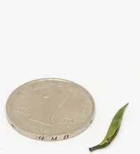 Éméi Zhúyèqīng