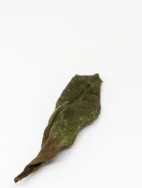 Shǒu Méi Xīn Chá