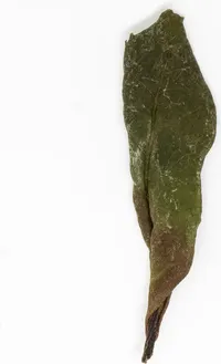 Shǒu Méi Xīn Chá
