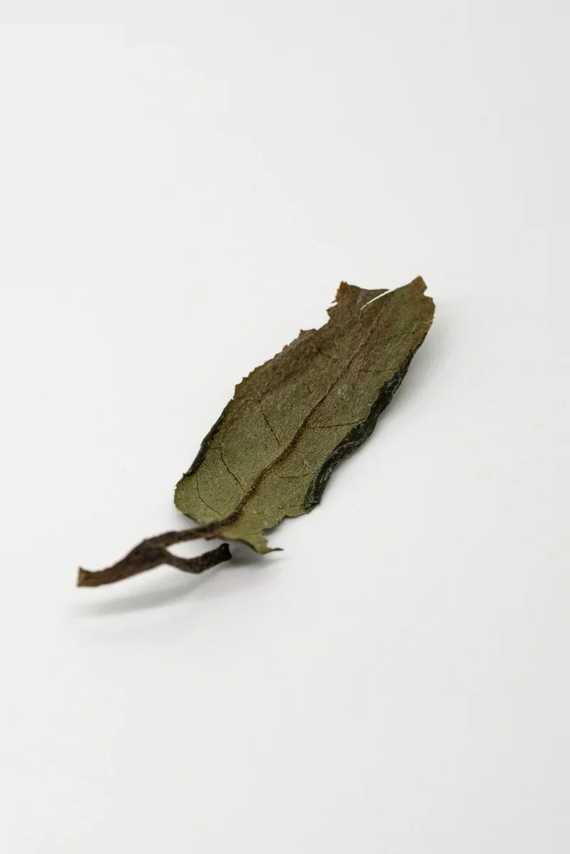 白牡丹新茶