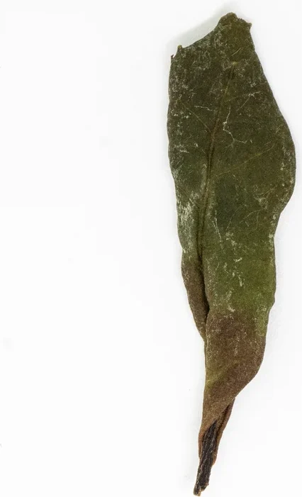Shǒu Méi Xīn Chá