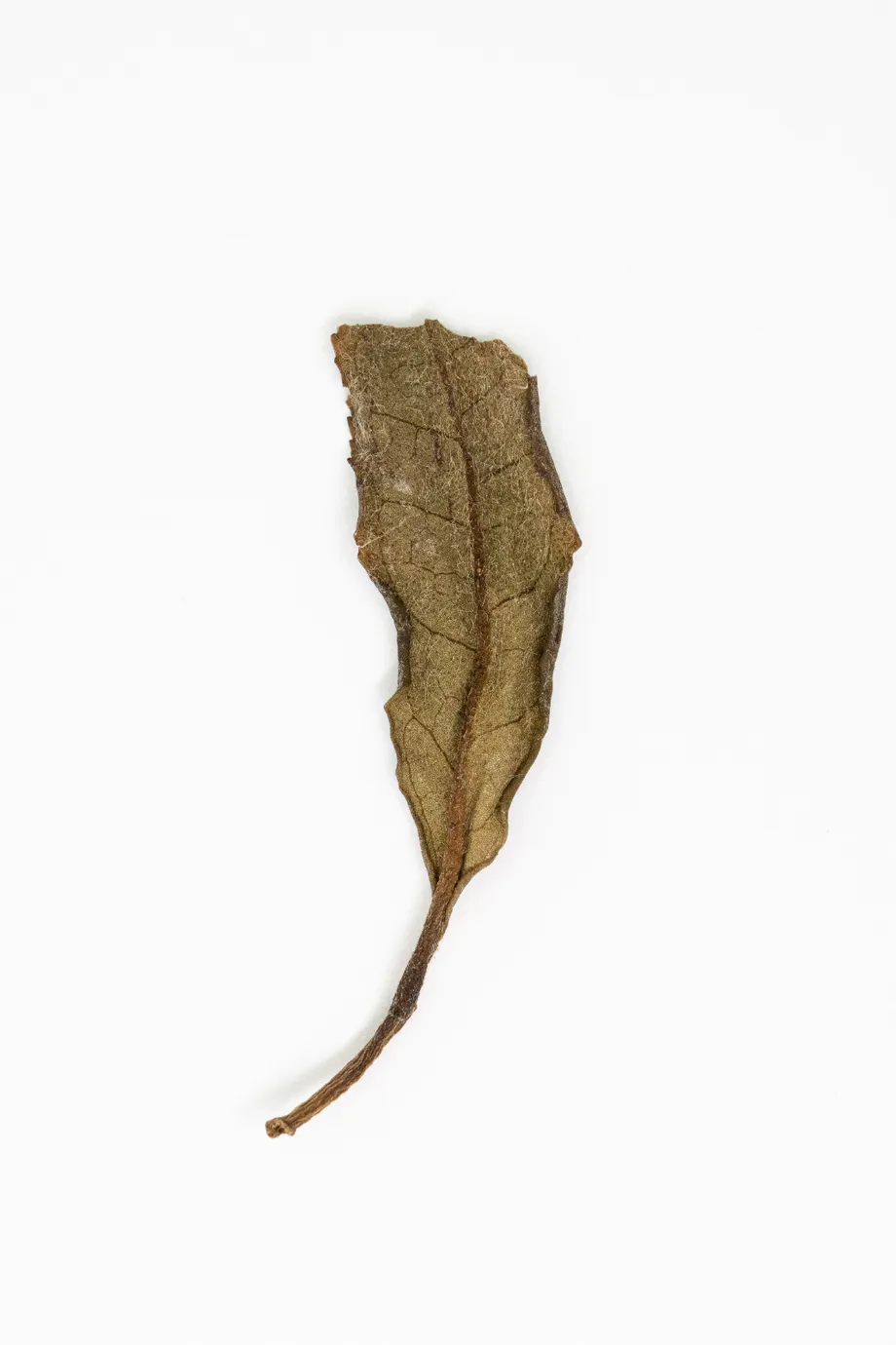 Bái Mǔ Dàn Lǎo Chá