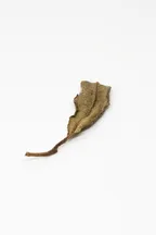 Bái Mǔ Dàn Lǎo Chá