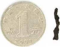 Tóngmù Yěshēng Zhèngshān Xiǎozhǒng