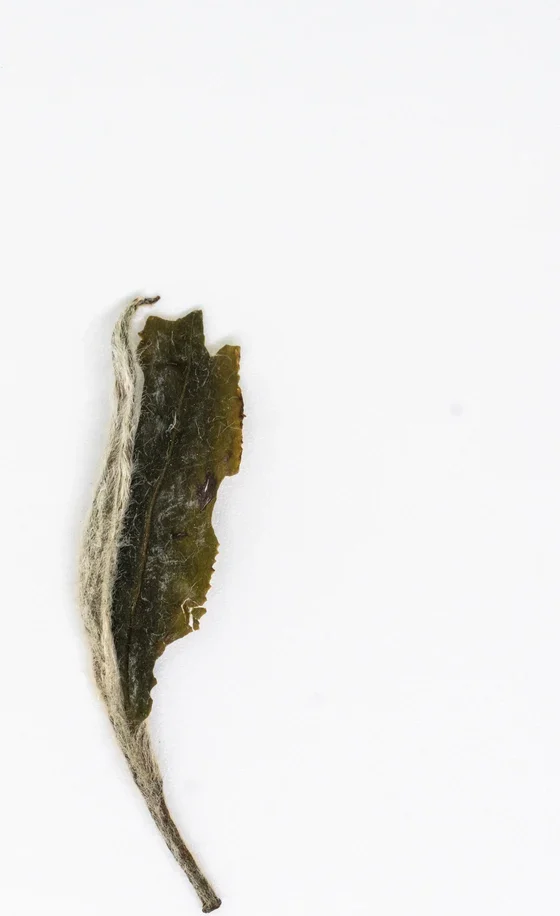 Mǔdān Wáng