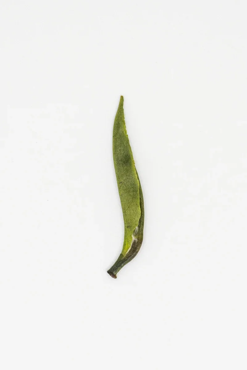 峨眉竹葉青