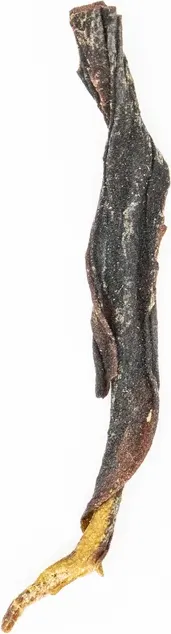 Dān Cóng Yā Shǐ Xiāng