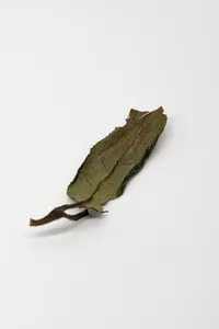白牡丹新茶