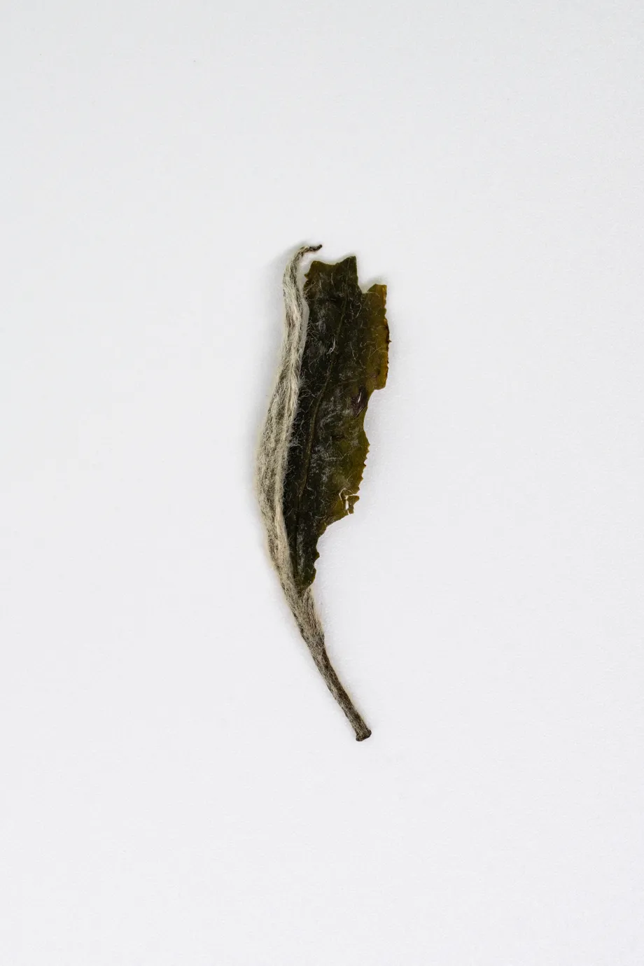 Mǔdān Wáng